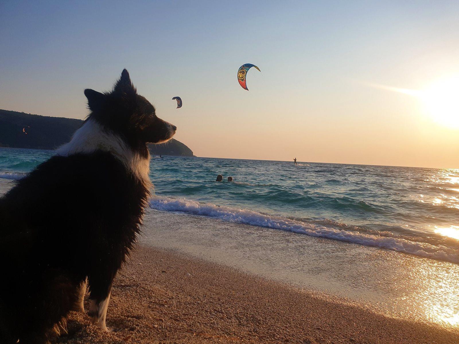 Kiting a pes - Angie čeká na pláži